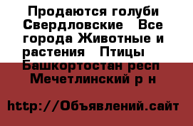 Продаются голуби Свердловские - Все города Животные и растения » Птицы   . Башкортостан респ.,Мечетлинский р-н